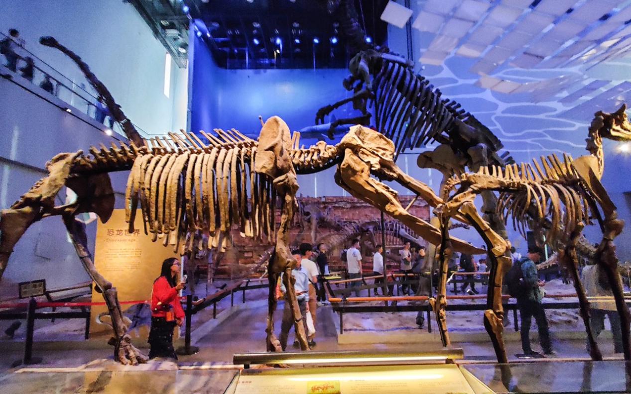 恐龙展馆 恐龙展馆