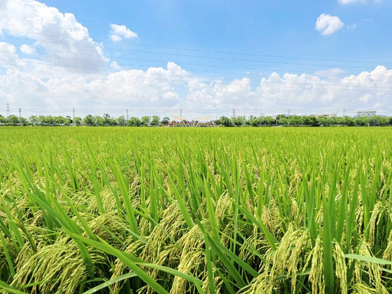 周屋农业现代化种植基地